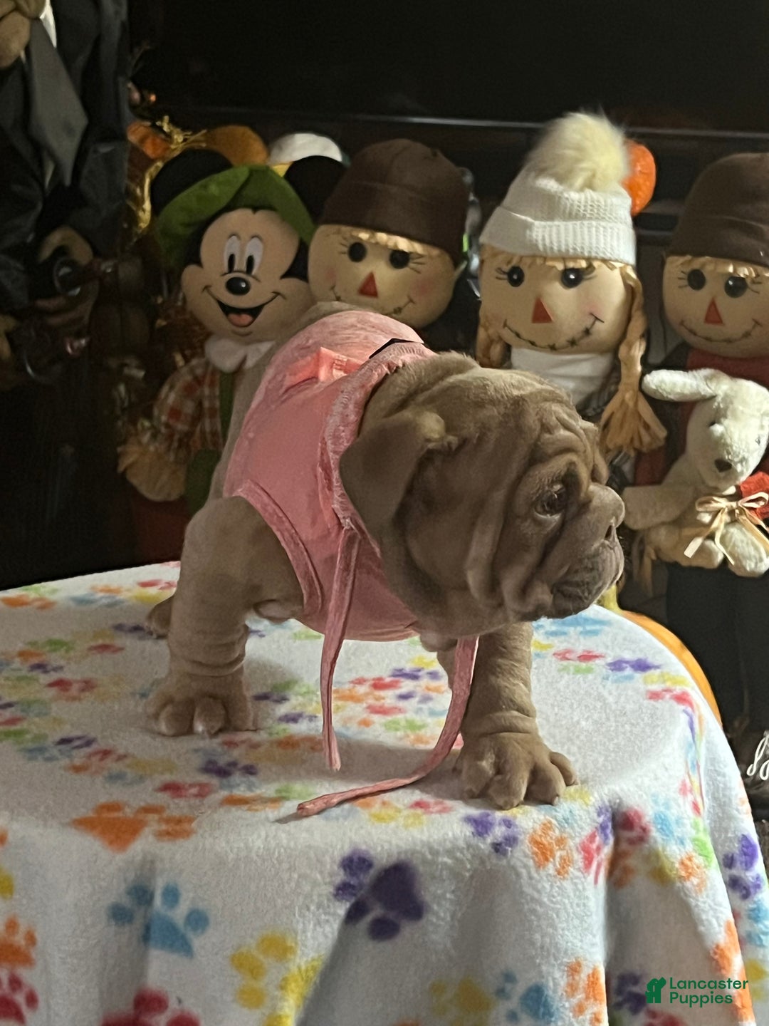 English Bulldog dogs for sale: Beatz  - Ad 3