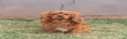 Cavapoo dogs for sale: Charlie  - Ad 7