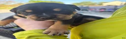 Mixed Breed dogs for sale: Diesel (Diesel) - Ad 6