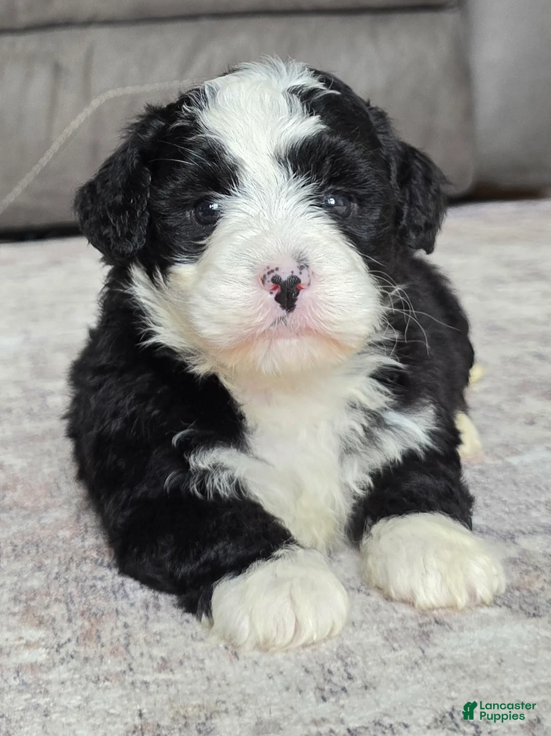 Mini Bernedoodle dogs for sale: Mini Jackie - Ad 1