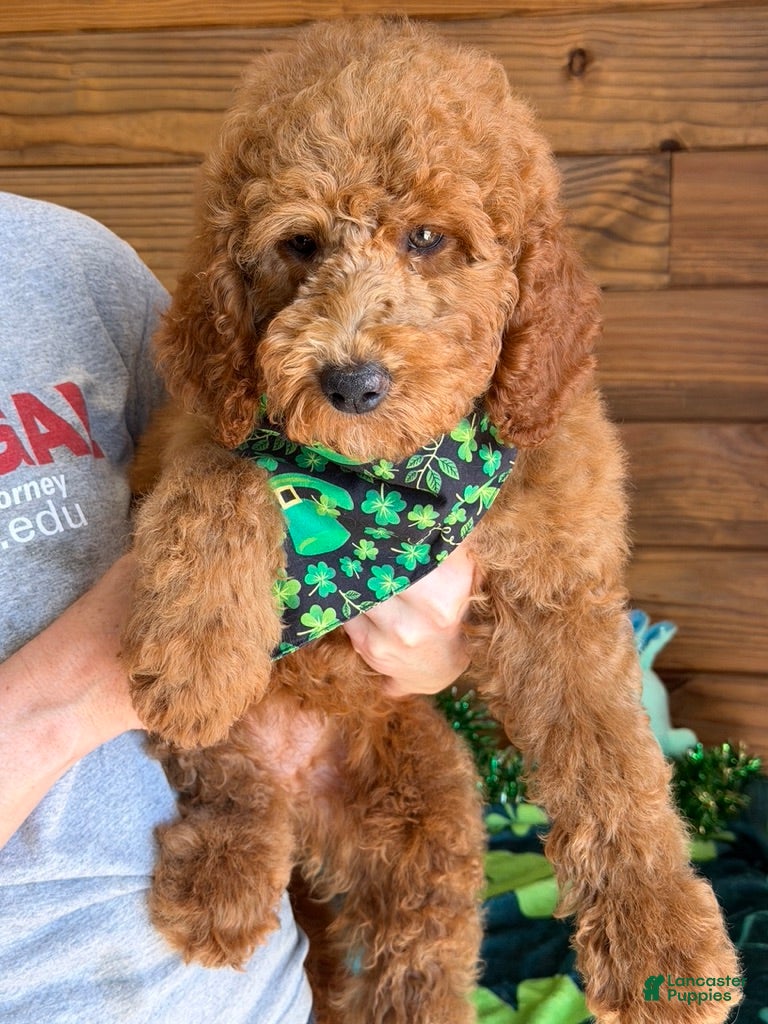 Labradoodle dogs Kelly - Ad 22