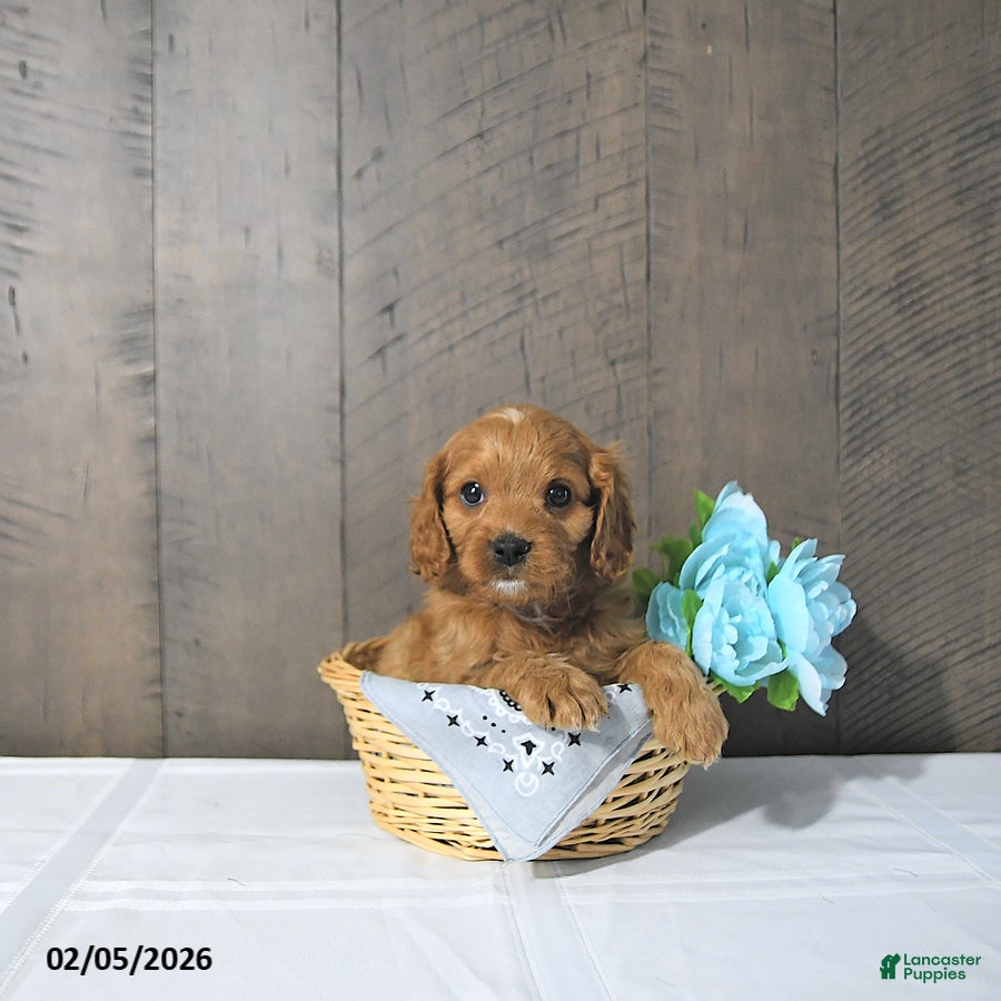 Cavapoo dogs Finn - Ad 2