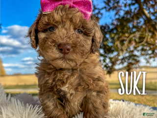 Mini Aussiedoodle dogs - Ad 2