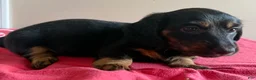 Dachshund dogs for sale: Gretchen - Ad 4