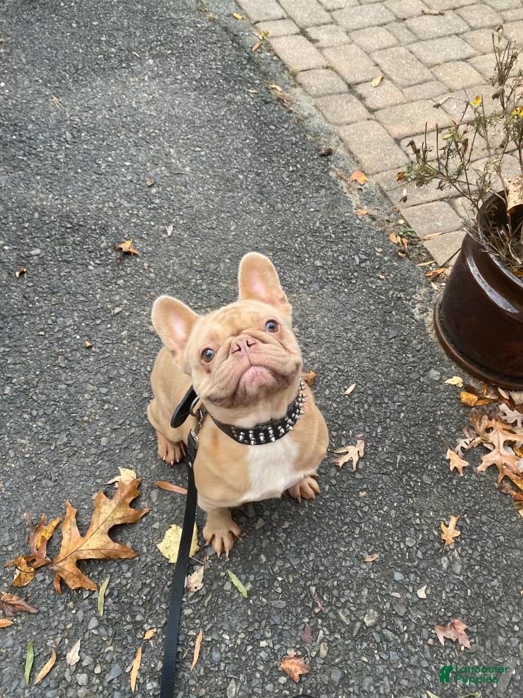French Bulldog dogs for sale: Isabel  - Ad 1