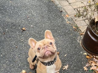 French Bulldog dogs Isabel - Ad 25
