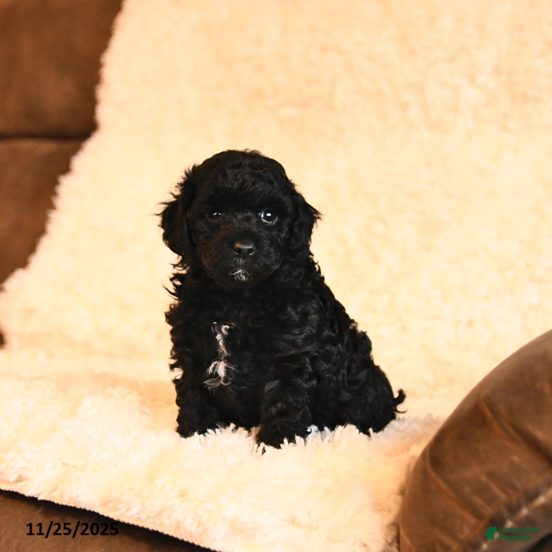 Toy Poodle dogs for sale: Bella   - Ad 1