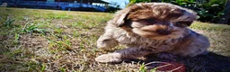 Havapoo dogs for sale: Picasso - Ad 25