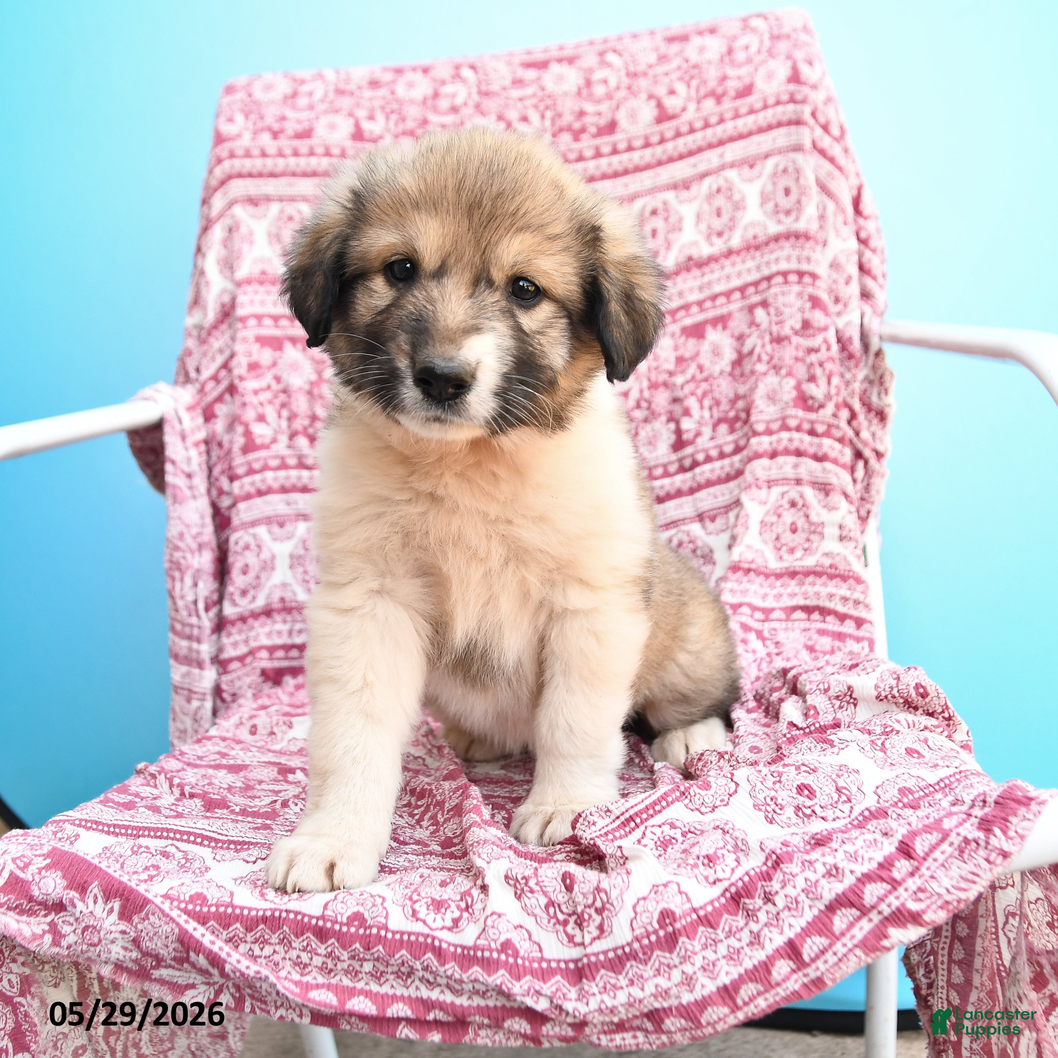 Mixed Breed dogs for sale: Helina - Ad 2
