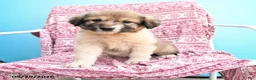 Mixed Breed dogs for sale: Helina - Ad 1