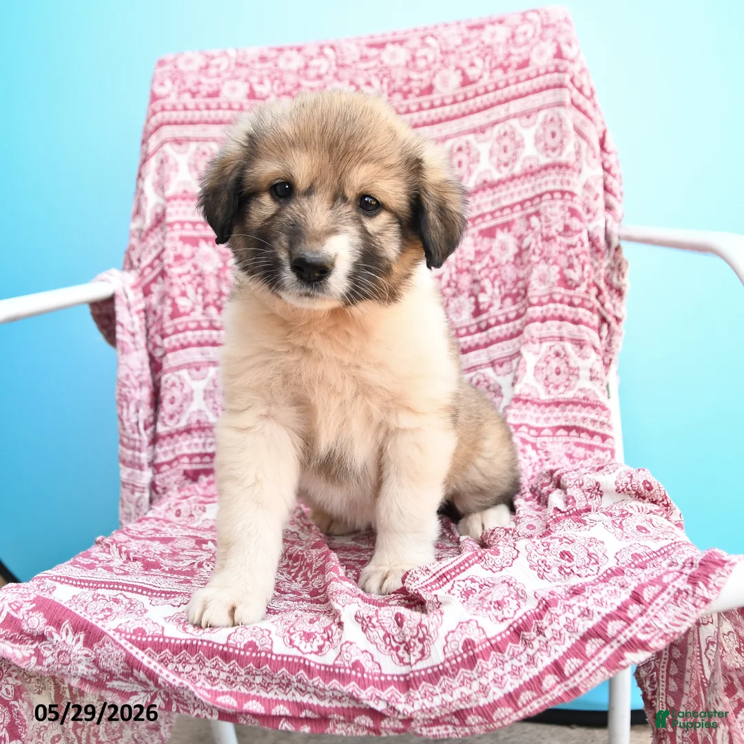 Mixed Breed dogs for sale: Helina - Ad 1
