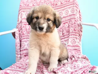 Mixed Breed dogs for sale: Helina - Ad 2