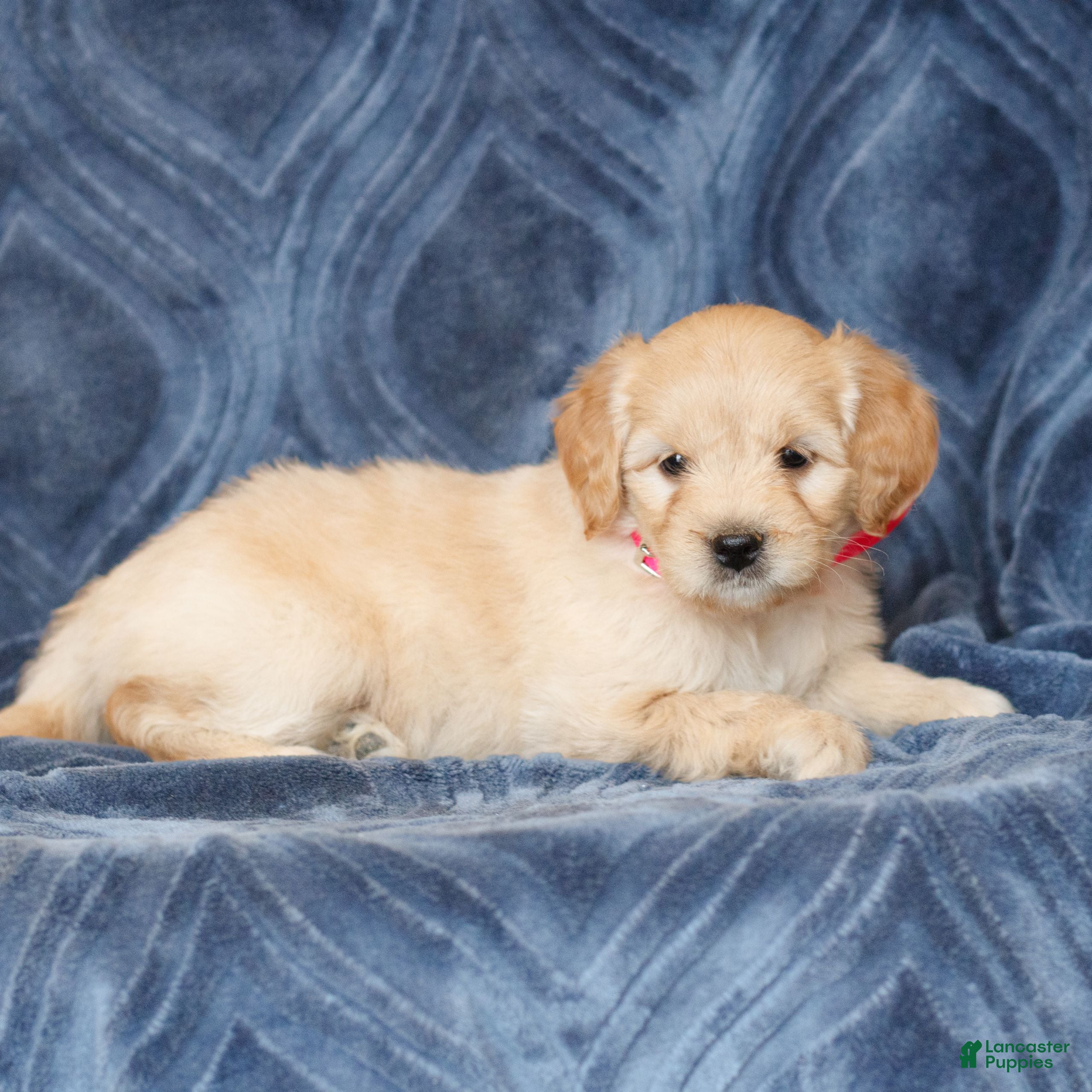 Mini Goldendoodle dogs Kassidy  - Ad 2