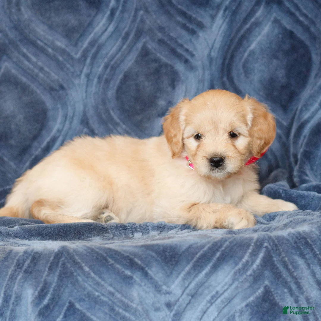 Mini Goldendoodle dogs for sale: Kassidy  - Ad 2
