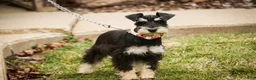 Miniature Schnauzer dogs for sale: Marina - Ad 4