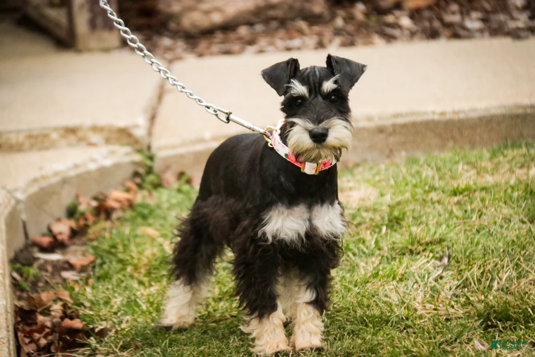 Miniature Schnauzer dogs for sale: Marina - Ad 4