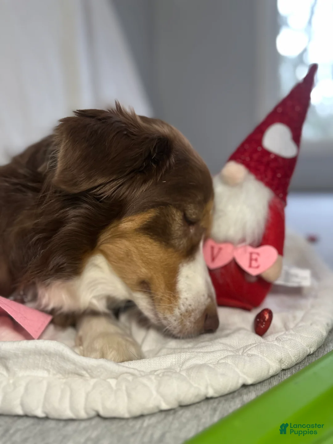 Australian Shepherd dogs for sale: Red Sausage - Ad 2