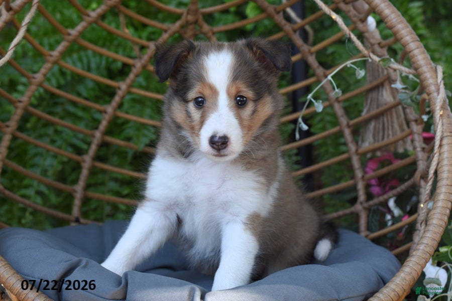 Shetland Sheepdog dogs Shauntay - Ad 2