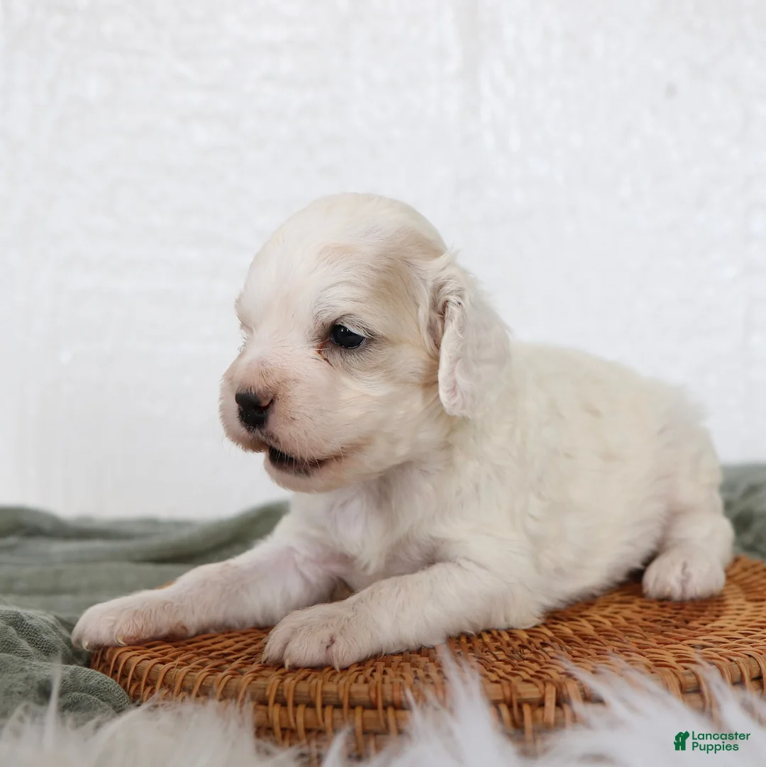 Cockapoo dogs for sale: Rover Cockapoo  - Ad 2