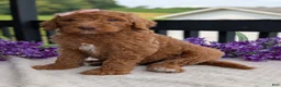 Goldendoodle dogs for sale: Miss Daisy - Ad 18