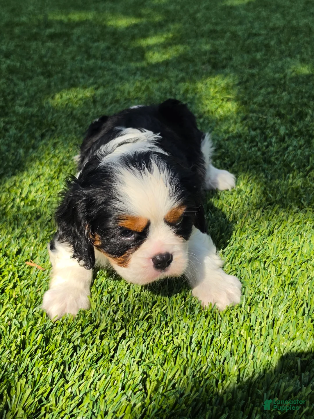 Cavalier King Charles Spaniel dogs for sale: Charles - Ad 2