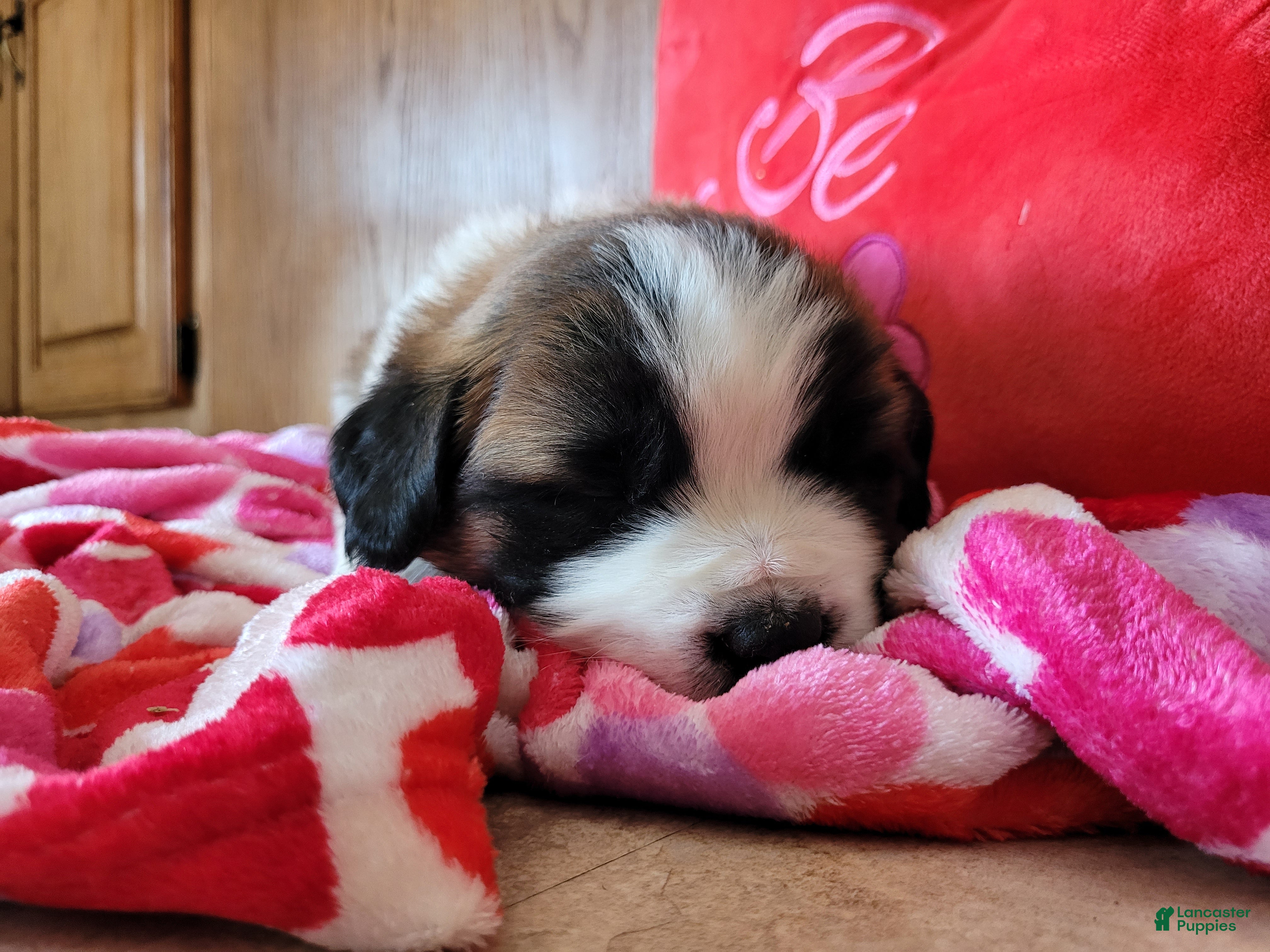Saint Bernard dogs Beethoven - Ad 2