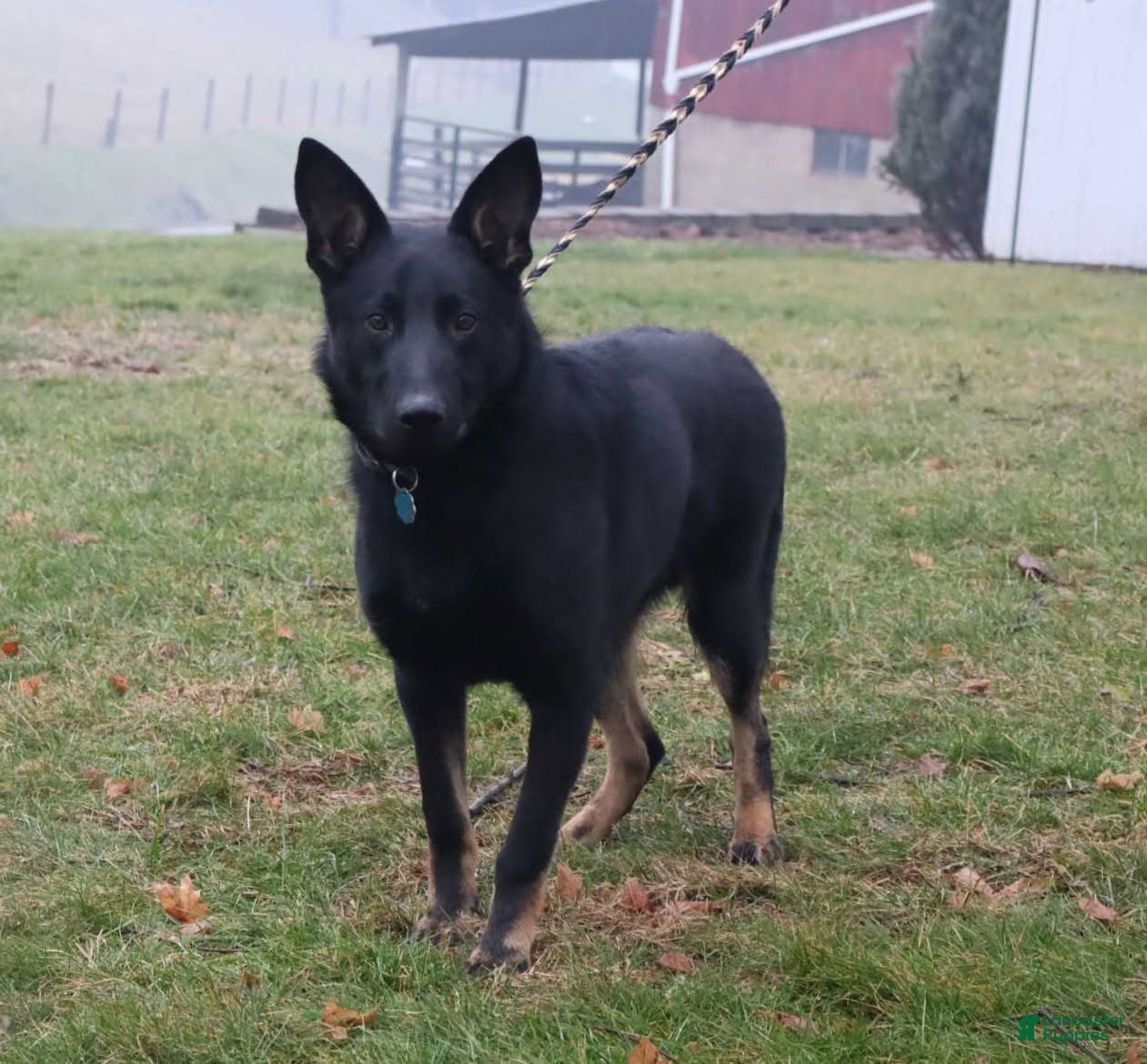 German Shepherd dogs Tucker - Ad 2