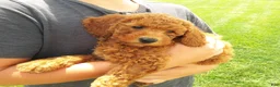 Miniature Poodle dogs for sale: Miniature Poodle 1 - Ad 4