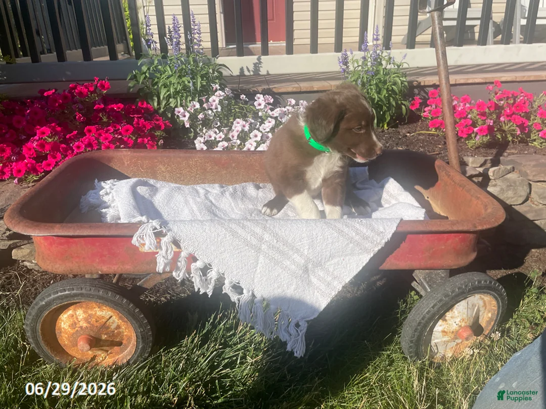 Border Collie dogs for sale: Bowser - Ad 1