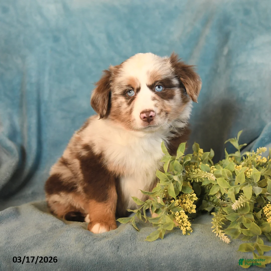 Miniature Australian Shepherd dogs for sale: Muffin - Ad 1
