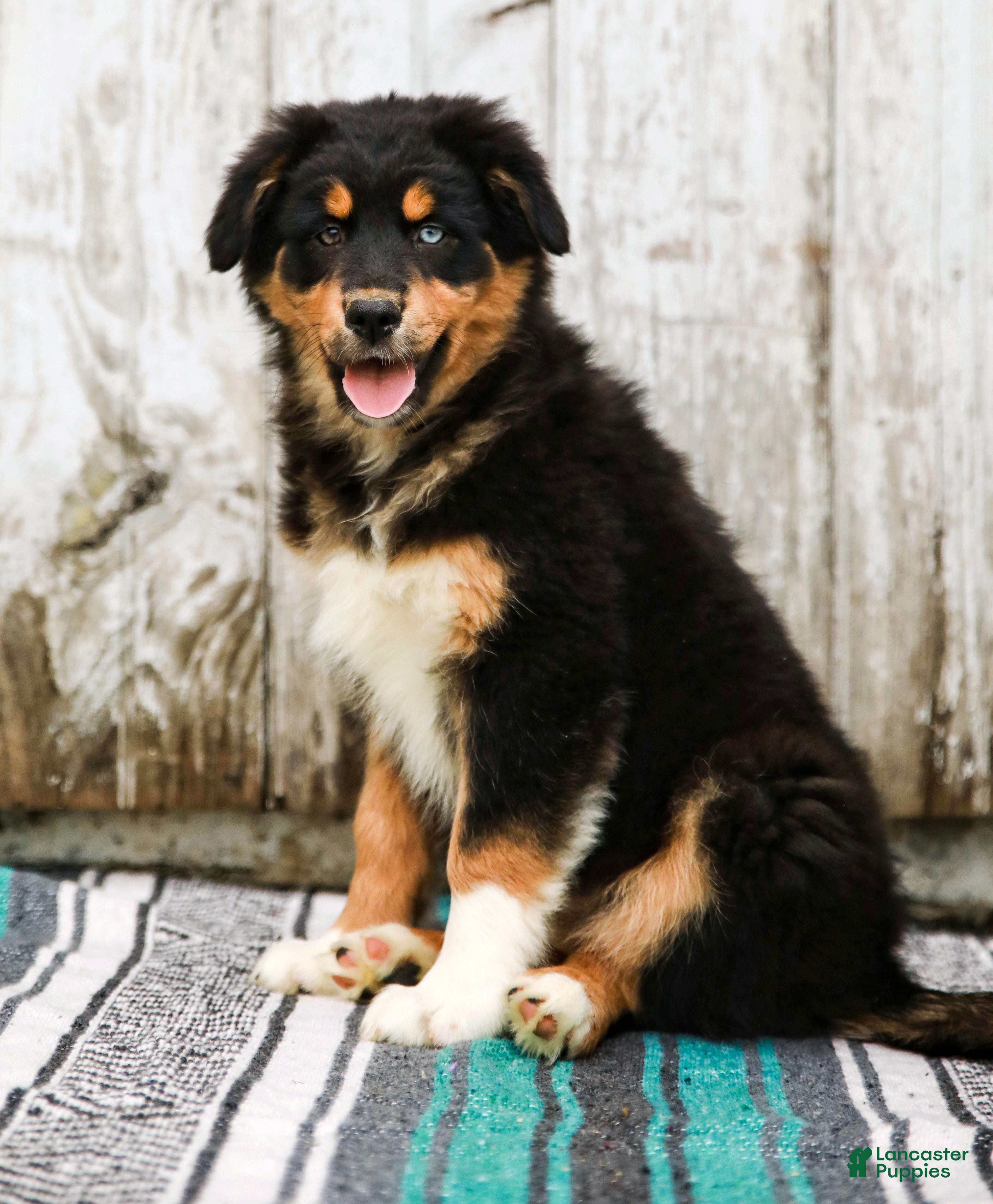 Australian Shepherd dogs Jada - Ad 1