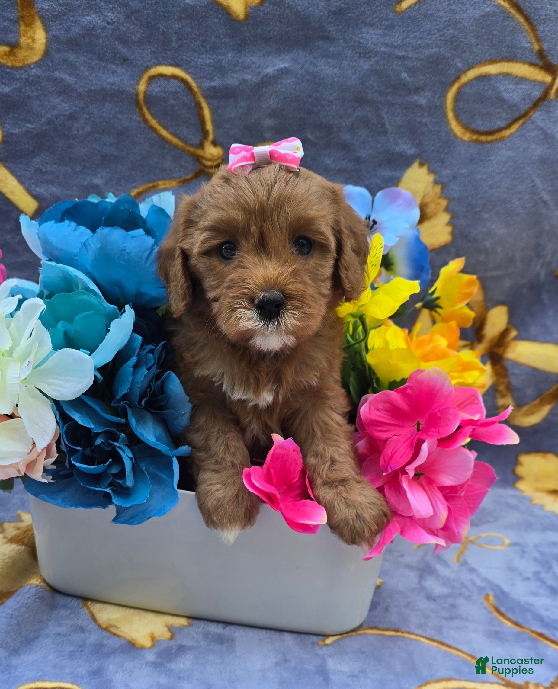 Cavapoo dogs Orca - Ad 36