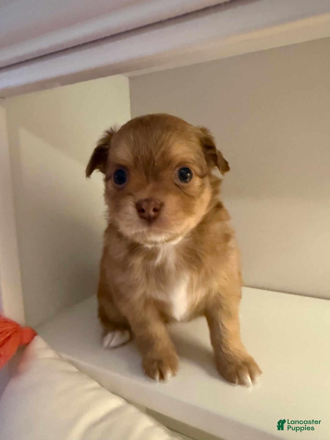 Chihuahua dogs for sale: Chihuahua Puppy  - Ad 5