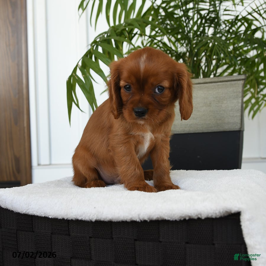 Cavalier King Charles Spaniel dogs Harvey - Ad 2
