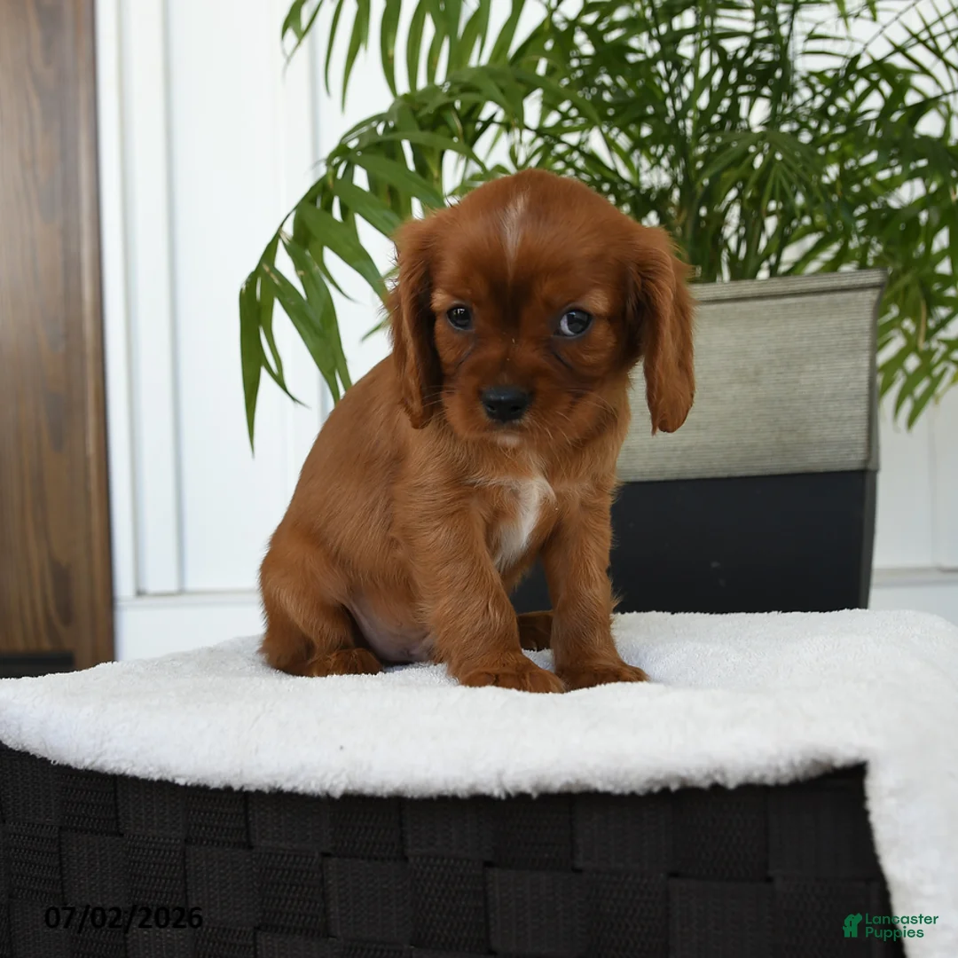 Cavalier King Charles Spaniel dogs for sale: Harvey - Ad 2