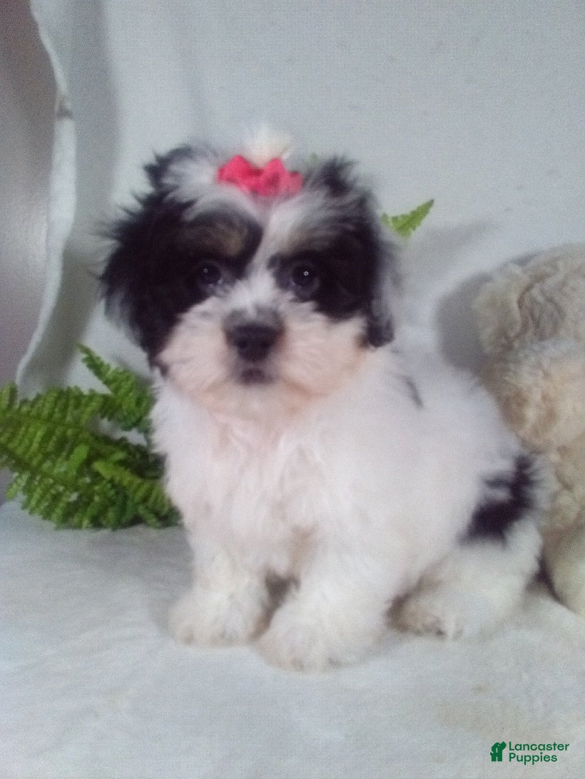 Teddy Bear dogs Callie - Ad 1