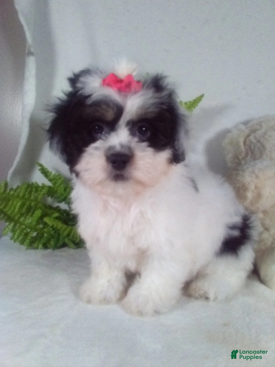 Teddy Bear dogs for sale: Callie - Ad 1