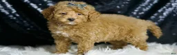 Maltipoo dogs for sale: Teddy - Ad 3