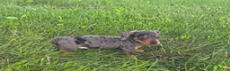 Miniature Dachshund dogs for sale: Molly - Ad 3