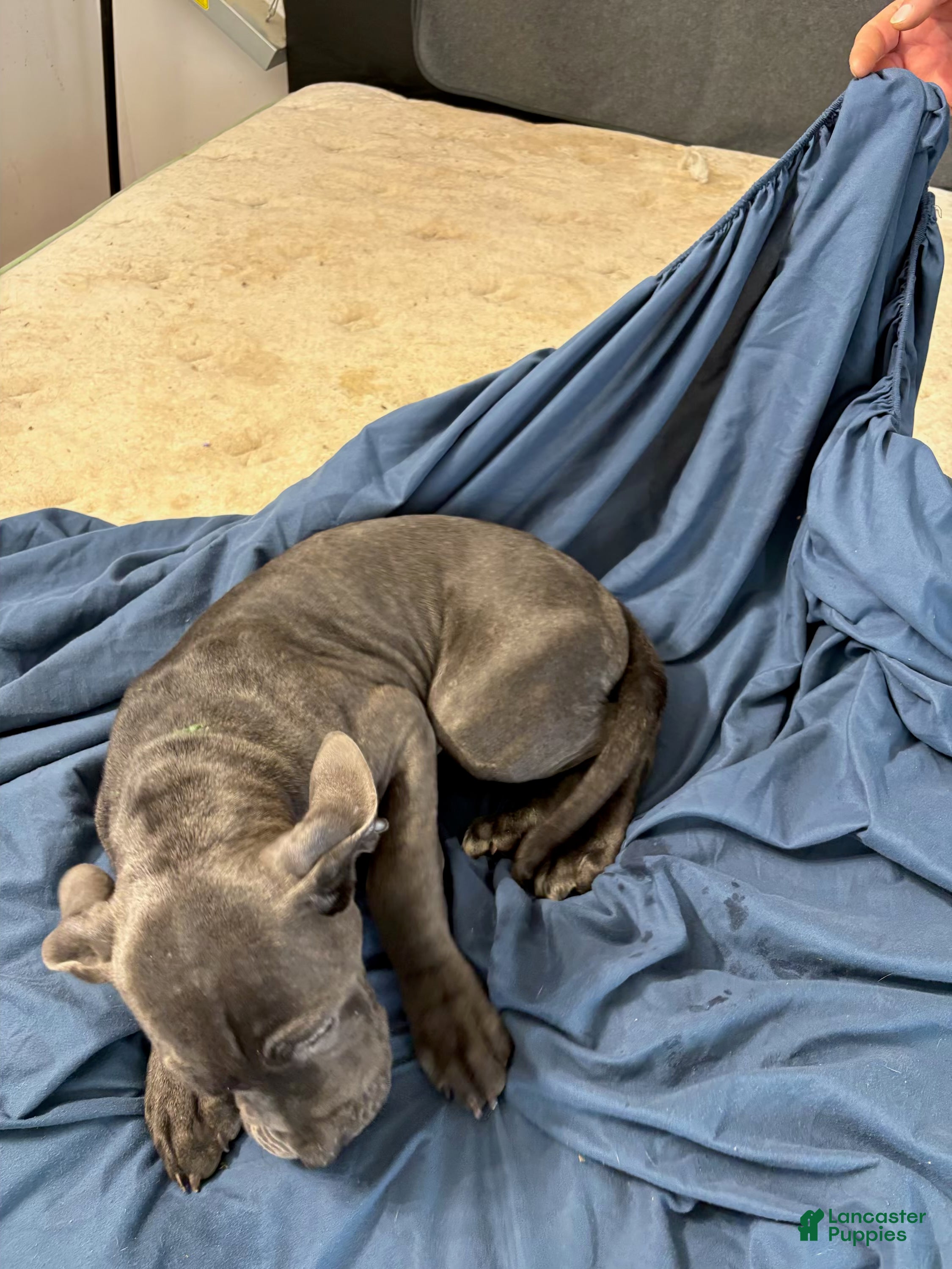 Mixed Breed dogs Mixed Breed Puppy 7 - Ad 2