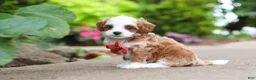 Cavapoo dogs for sale: Mr Bentley - Ad 11
