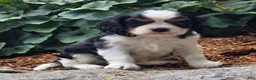 Cavalier King Charles Spaniel dogs for sale: Phlox - Ad 6