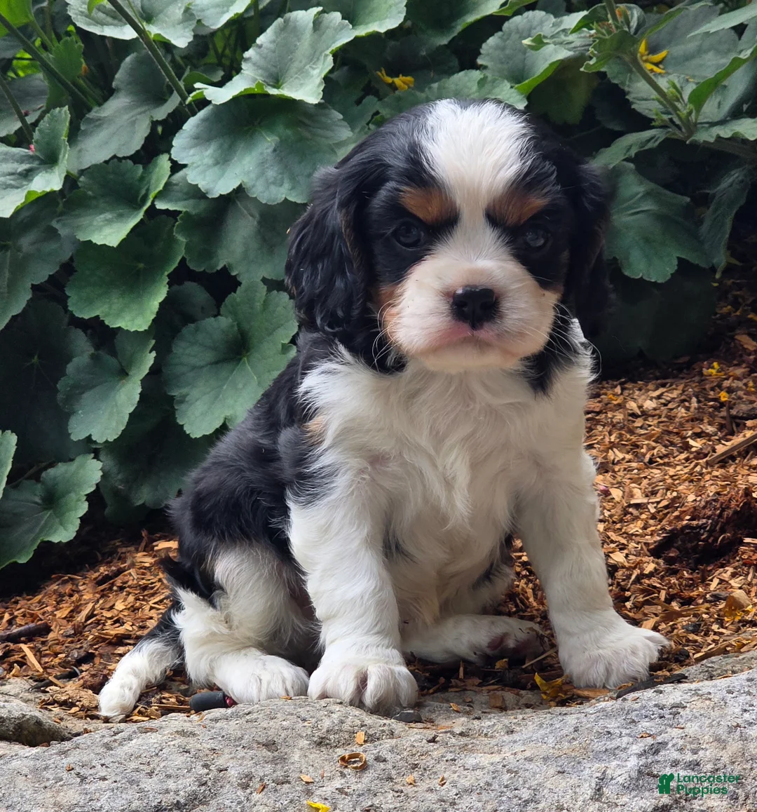 Cavalier King Charles Spaniel dogs for sale: Phlox - Ad 6