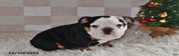 Olde English Bulldogge dogs for sale: Lena - Ad 5
