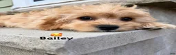 Cavapoo dogs for sale: Brin - Ad 4