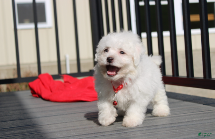 Bichon Frise dogs for sale: ❤️Jojo❤️ - Ad 2