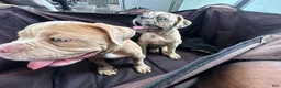 Olde English Bulldogge dogs for sale: Olde English Bulldogge 1 - Ad 2
