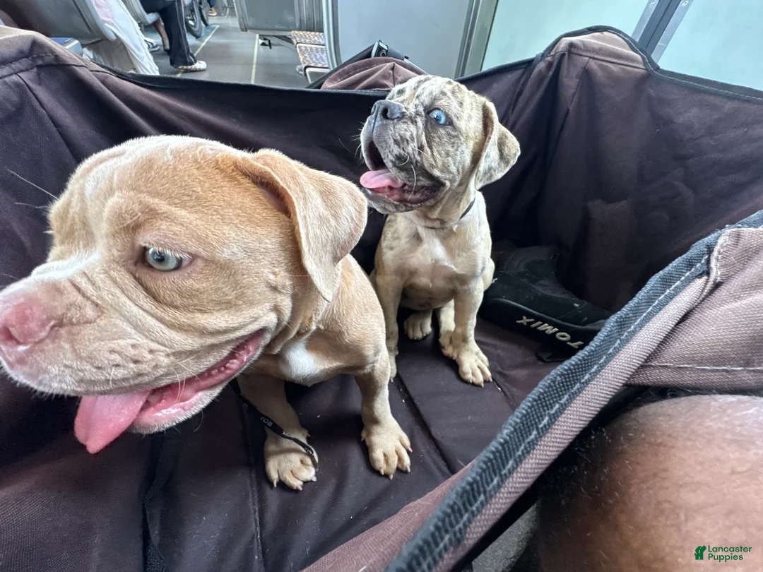 Olde English Bulldogge dogs for sale: Olde English Bulldogge 1 - Ad 2