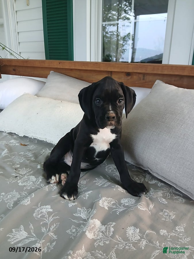 Boxer dogs Pokey - Ad 1