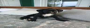 Pokey